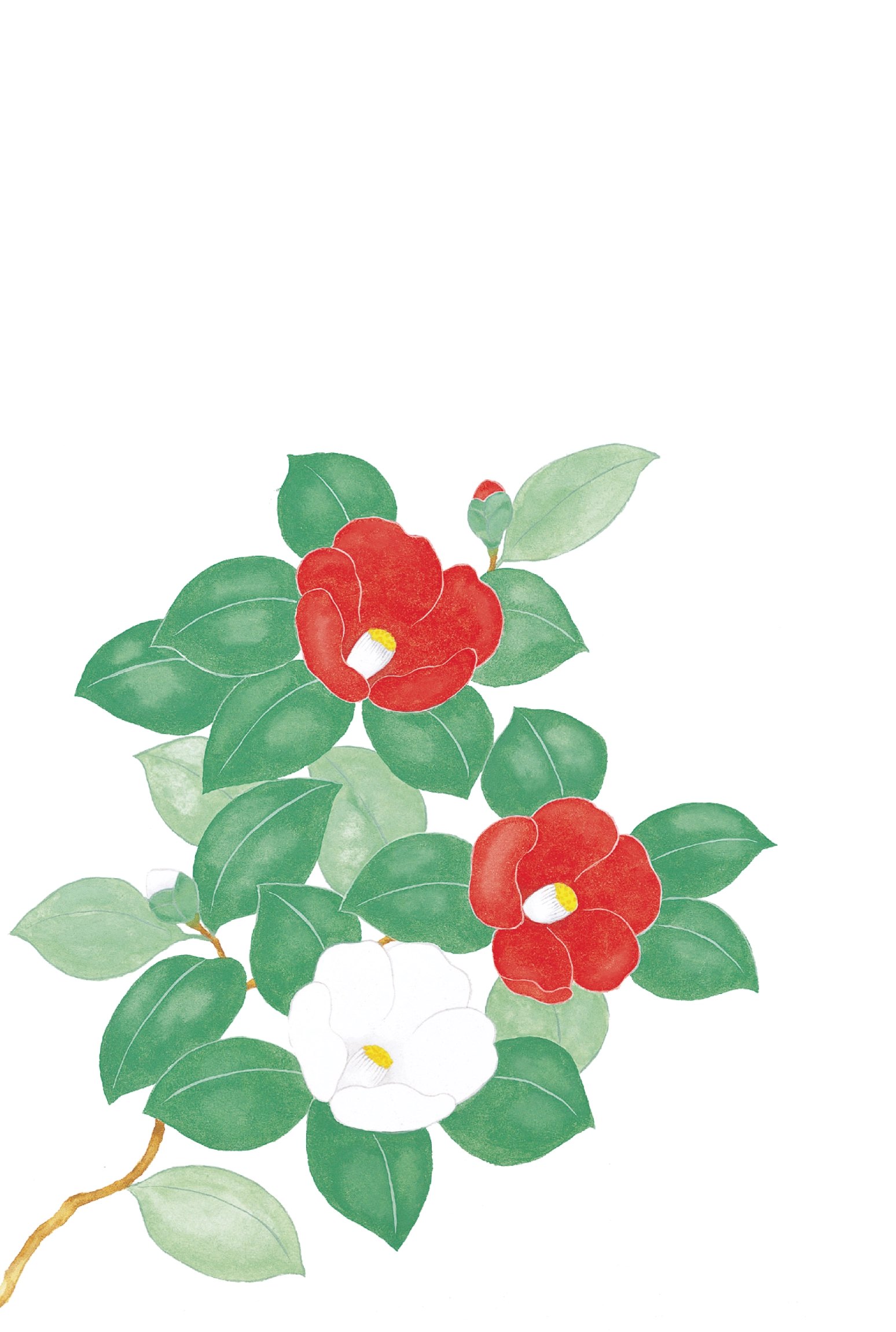 冬のはがき　椿