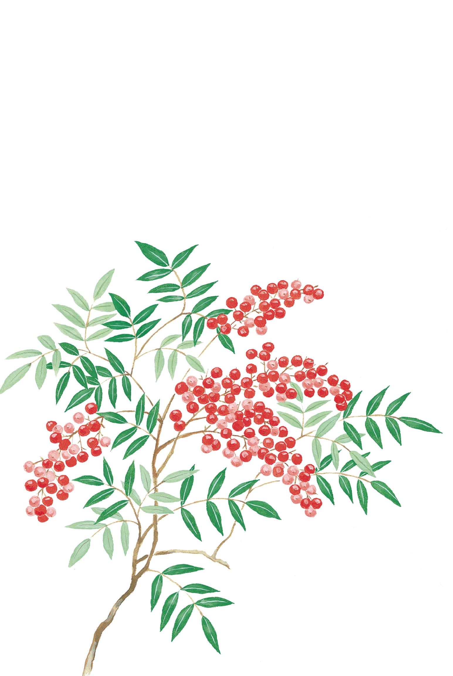 冬のはがき　南天