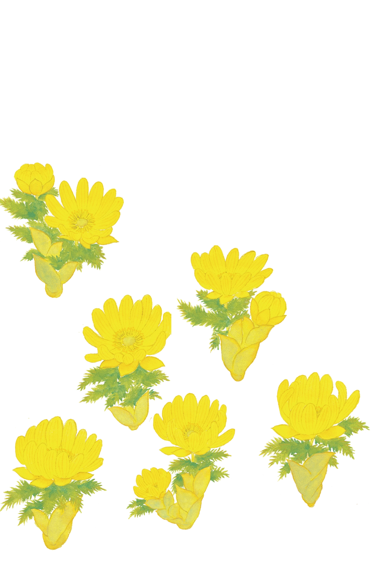 冬のはがき　福寿草