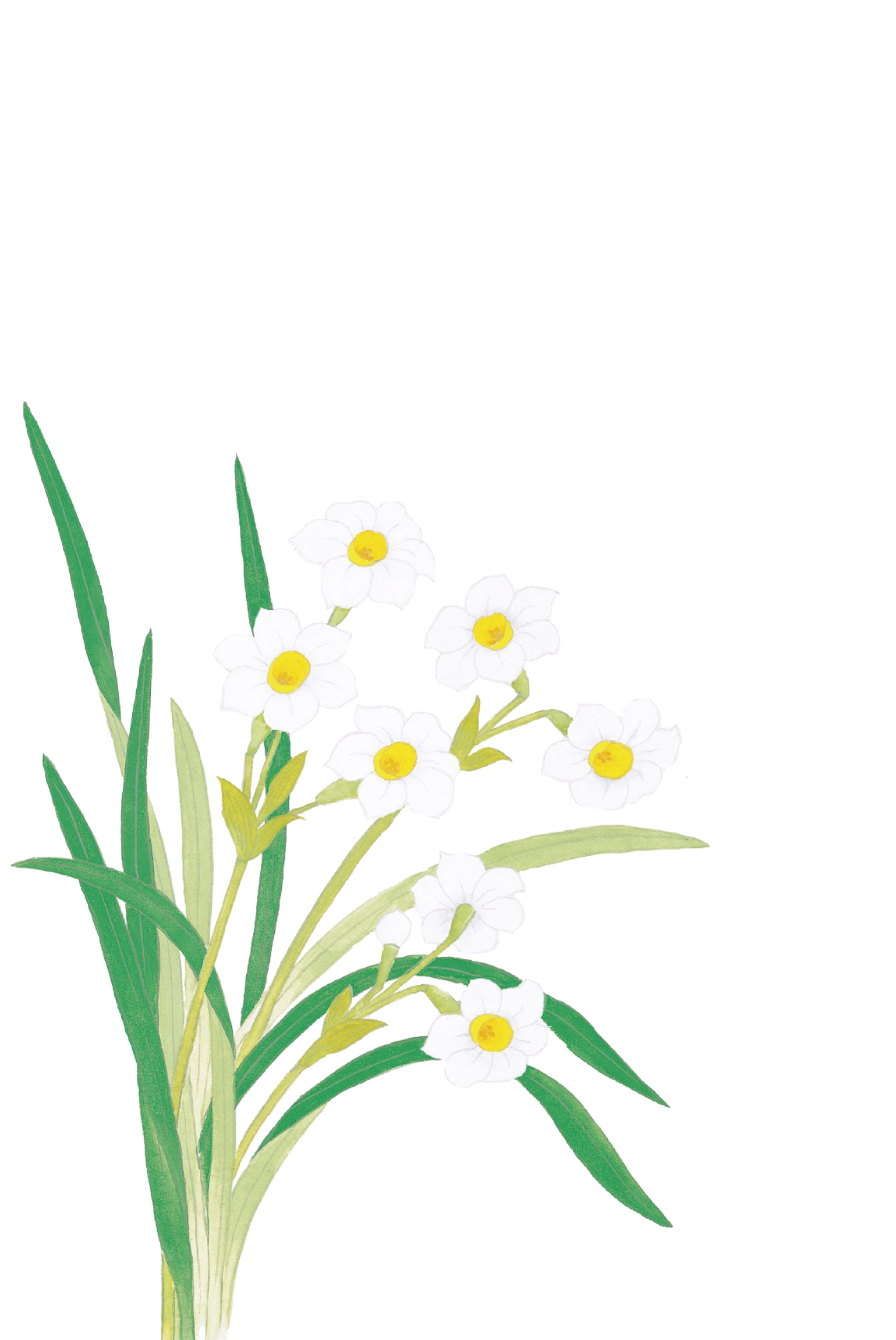 冬のはがき　水仙