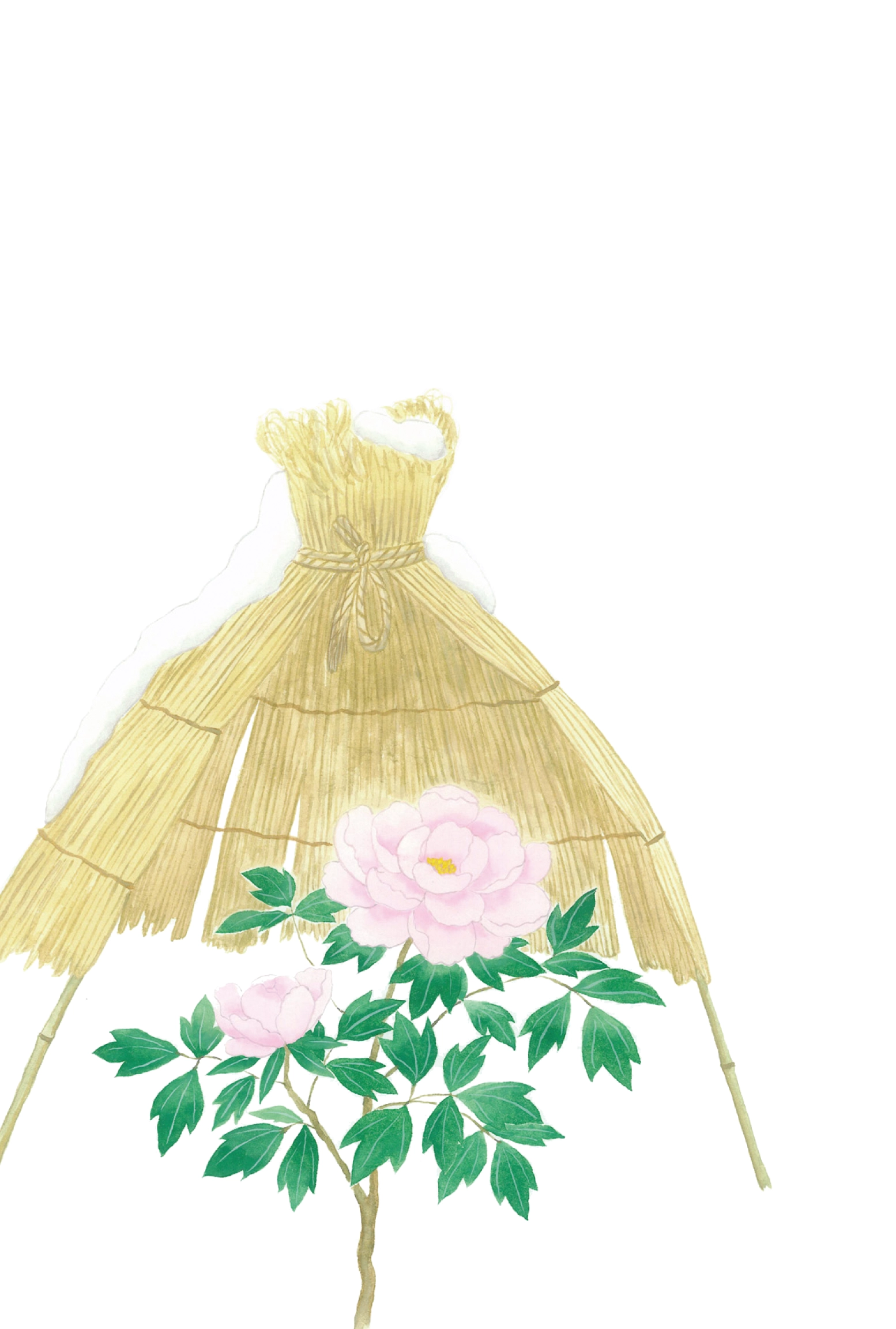 冬のはがき　寒牡丹