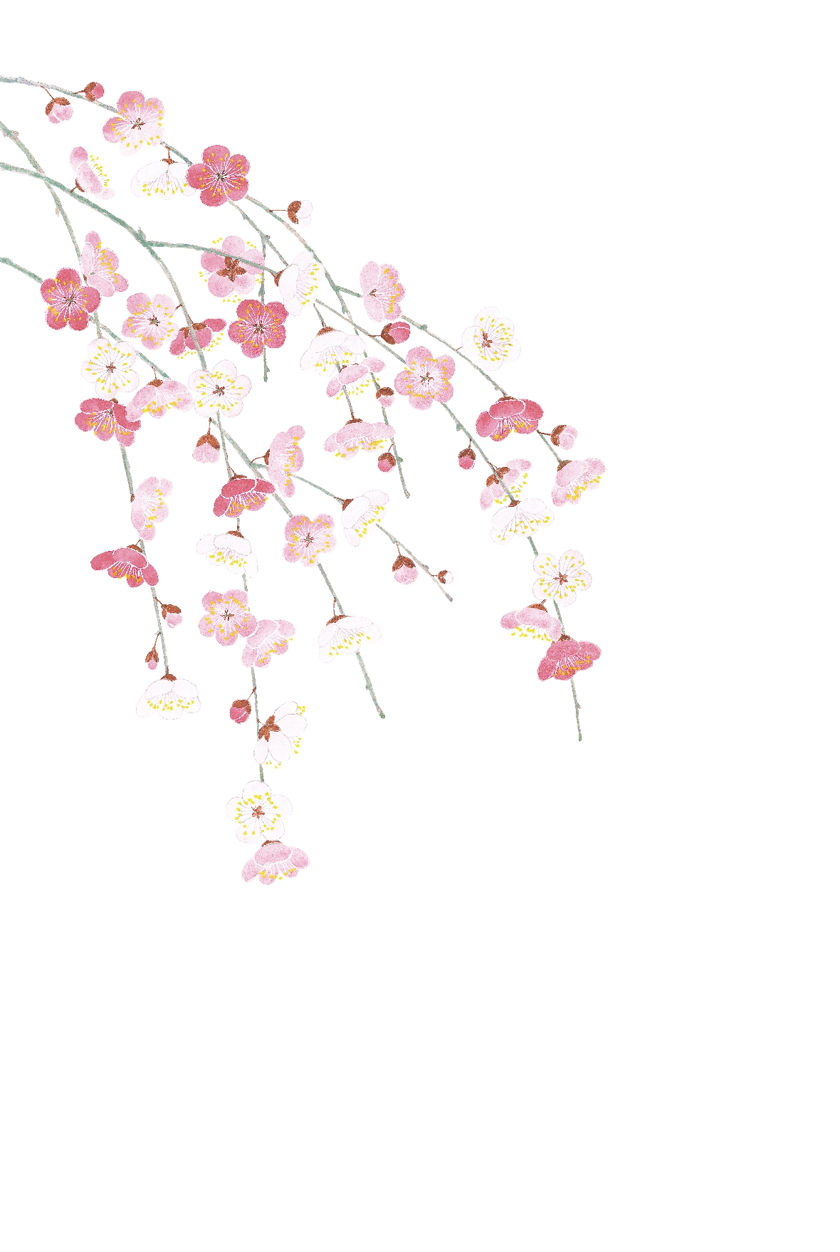 冬のはがき　梅