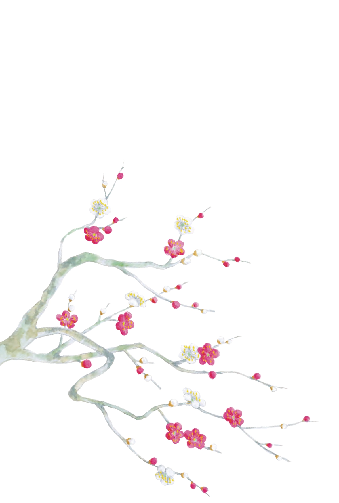 冬のはがき　梅