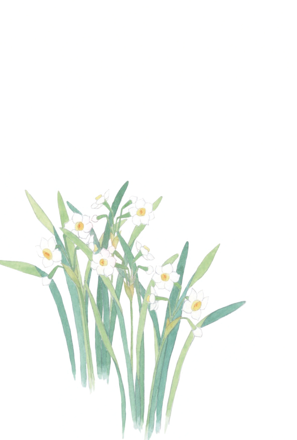 冬のはがき　水仙